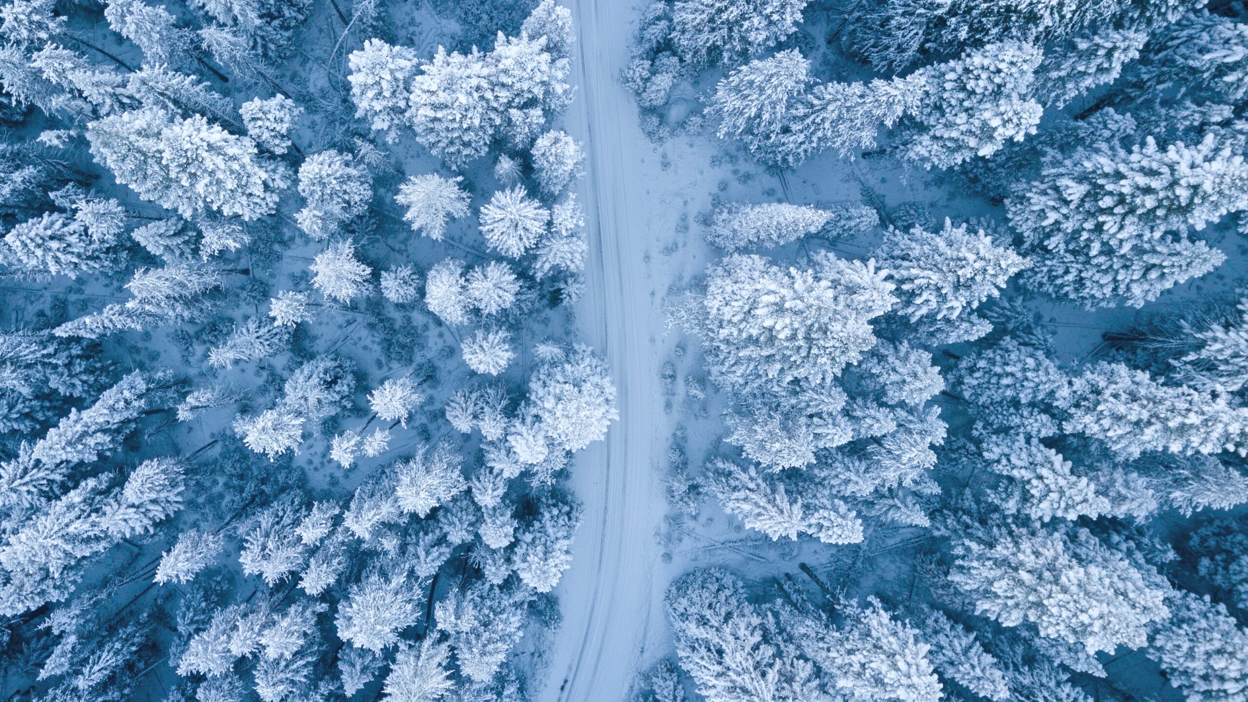 Illustration foret enseignée vue de dessus